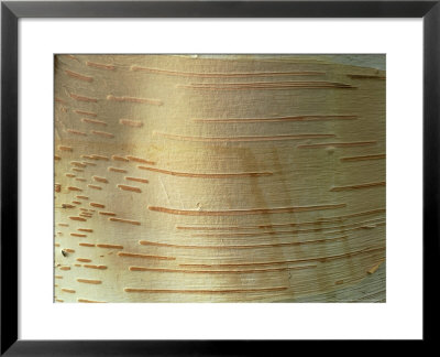 Maximowicz's Birch, Close-Up Of Bark by Vaughan Fleming Pricing Limited Edition Print image