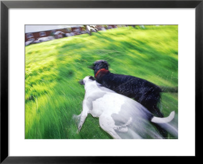 Two Wet Dogs Running In The Garden by Bjorn Forsberg Pricing Limited Edition Print image
