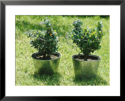 Buxus Topiary Of Chicken & Duck, Wire Framework In Galvanized Pots On Lawn by Georgia Glynn-Smith Pricing Limited Edition Print image