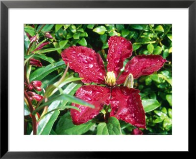 Clematis Niobe Crimson Flower With Penstemon by Juliet Greene Pricing Limited Edition Print image