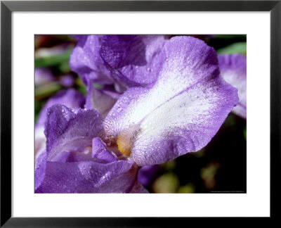 Bearded Iris Blue Shimmer Flower With Blue Mauve Falls And White Centre by James Guilliam Pricing Limited Edition Print image