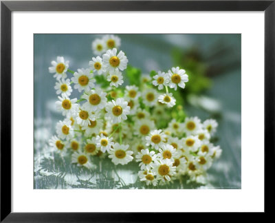 Feverfew by James Guilliam Pricing Limited Edition Print image