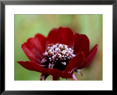 Frosted Flower Of Cosmos Atrosanguineus Black Cosmos by James Guilliam Pricing Limited Edition Print image