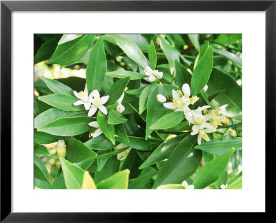 Mandarin, Willow Leafed Mandarin (Citrus Deliciosa,Syn C Nobilis) Blossom Citrus Centre by Sunniva Harte Pricing Limited Edition Print image