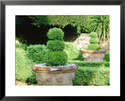 Buxus Sempervirens In 3-Tier Ball Topiary In Large Containers With Pebble Mulch, Wiltshire by Jason Ingram Pricing Limited Edition Print image