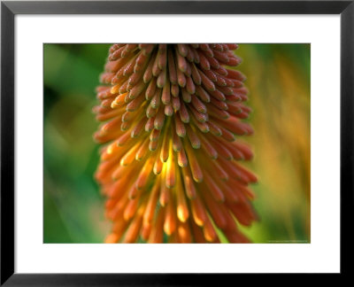 Kniphofia Uvaria Nobilis, Close-Up Of Flower Head by Lynn Keddie Pricing Limited Edition Print image