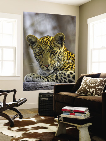 African Leopard (Panthera Pardus) On Log by Andy Rouse Pricing Limited Edition Print image