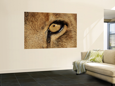 Eye Of African Lion (Panthera Leo) by Andy Rouse Pricing Limited Edition Print image
