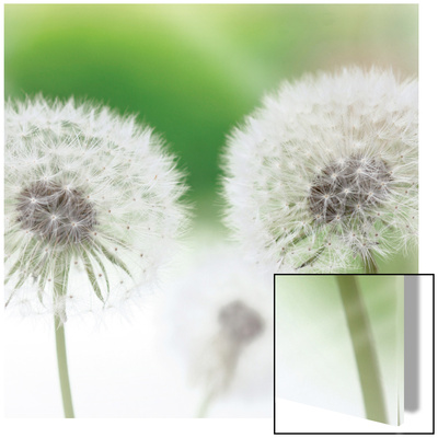 Dandelions by Sara Deluca Pricing Limited Edition Print image