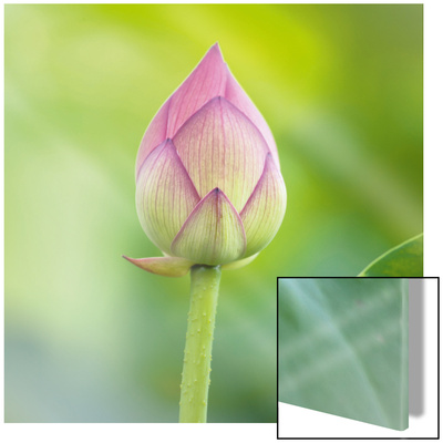Lotus Bud by Sara Deluca Pricing Limited Edition Print image