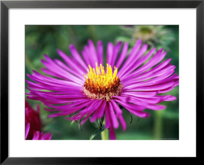 Aster Novae Angliae Lou Williams, Pink Flower Head, September by Lynn Keddie Pricing Limited Edition Print image