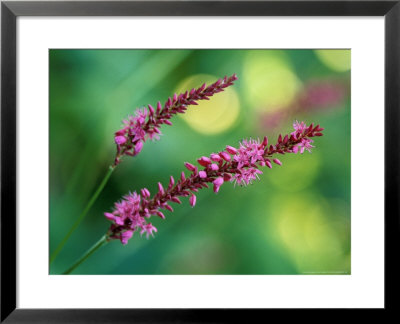 Persicaria Amplexicaulis, Close-Up Of Pink Flowers, September by Lynn Keddie Pricing Limited Edition Print image