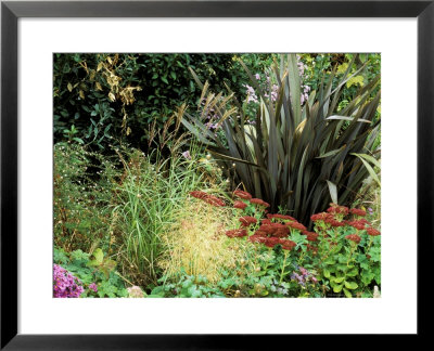 Phormium, Miscanthus Sinensis, Deschampsia Cespitosa And Sedum Growing Together, September by Lynn Keddie Pricing Limited Edition Print image
