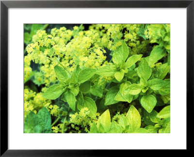 Origanum Vulgare Gold Tip And Alchemilla Mollis Summer by Lynn Keddie Pricing Limited Edition Print image