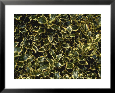 Ilex Aquifolium Handsworth New Silver by Michele Lamontagne Pricing Limited Edition Print image