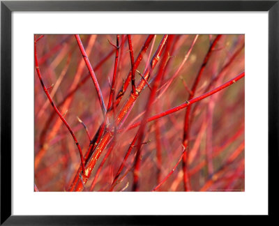 Red-Barked Dogwood by Susie Mccaffrey Pricing Limited Edition Print image