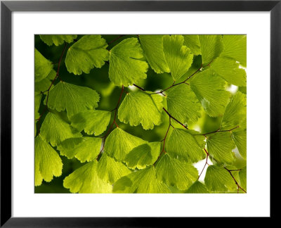 Adiantum Raddianum Fragrans (Maidenhair Fern) by Susie Mccaffrey Pricing Limited Edition Print image