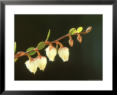 Leatherleaf, Flowers, Estonia by Niall Benvie Pricing Limited Edition Print image