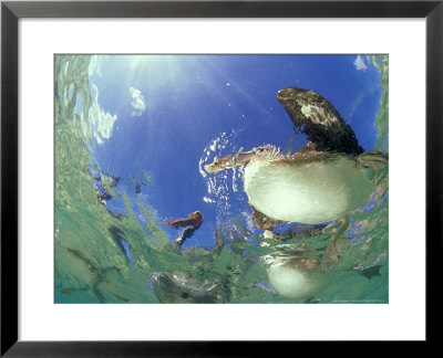 Brown Pelicans, From Below, Mexico by Tobias Bernhard Pricing Limited Edition Print image