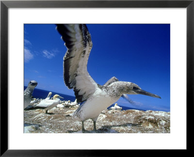 Australian Gannet, Juvenile, New Zealand by Tobias Bernhard Pricing Limited Edition Print image