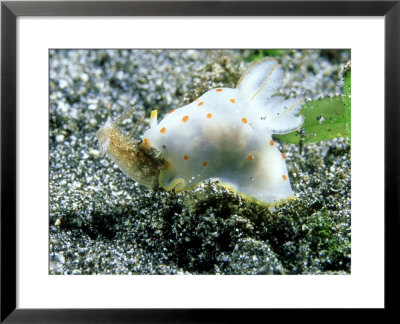 Nudibranch, Feeding On Sea Hare, Epi Vanuatu by Tobias Bernhard Pricing Limited Edition Print image