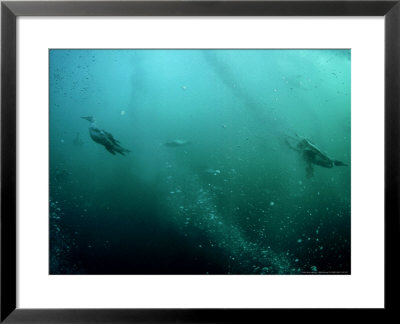 Gannets, Hunting, South Africa by Tobias Bernhard Pricing Limited Edition Print image