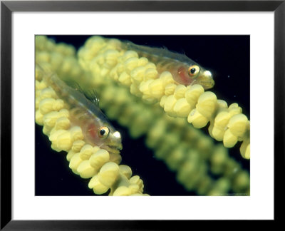 Bigmouth Triplefin On Whip Coral, Fiji by Tobias Bernhard Pricing Limited Edition Print image