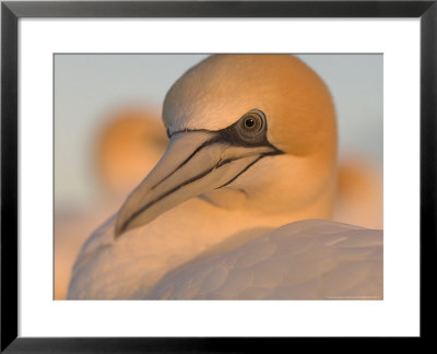 Australian Gannet, Portrait, New Zealand by Tobias Bernhard Pricing Limited Edition Print image