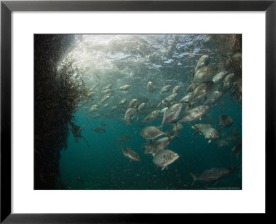 Trevally, Feeding On Krill, New Zealand by Tobias Bernhard Pricing Limited Edition Print image