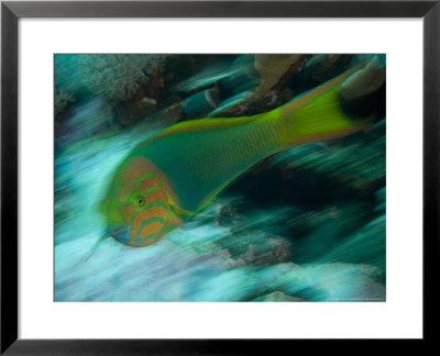 Crescent Wrasse, New Caledonia by Tobias Bernhard Pricing Limited Edition Print image