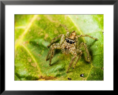 Jumping Spider, Banfora, Burkina Faso by Emanuele Biggi Pricing Limited Edition Print image