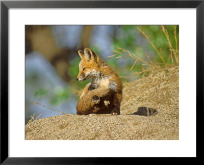 Red Fox, Cub Sitting Outside, Colorado by David Boag Pricing Limited Edition Print image