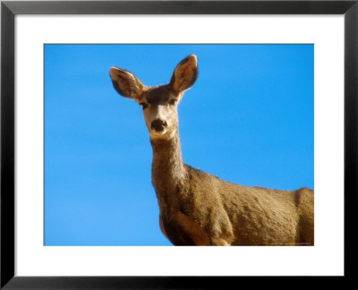 Mule Deer, Looking, Colorado by David Boag Pricing Limited Edition Print image