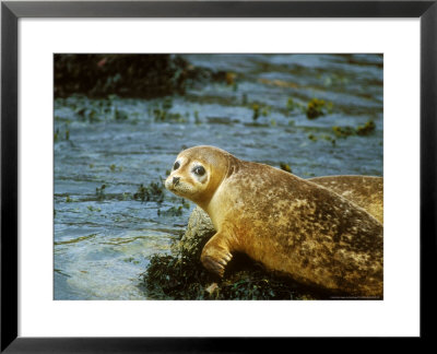 Common Seal, Resting On Rock by David Boag Pricing Limited Edition Print image