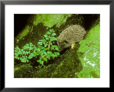 Hedgehog, Erinaceus Europaeus by David Boag Pricing Limited Edition Print image