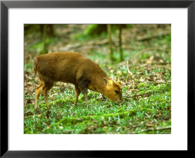 Muntjac Deer, Feeding by David Boag Pricing Limited Edition Print image