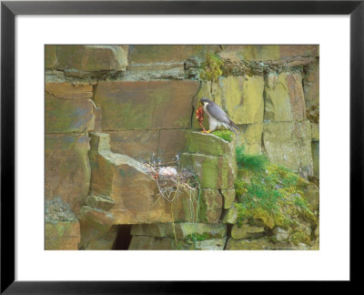 Peregrine Falcon At Nest With Prey For Young by David Boag Pricing Limited Edition Print image