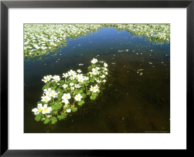 Water Crow Foot, April, Spain by Werner Bollmann Pricing Limited Edition Print image