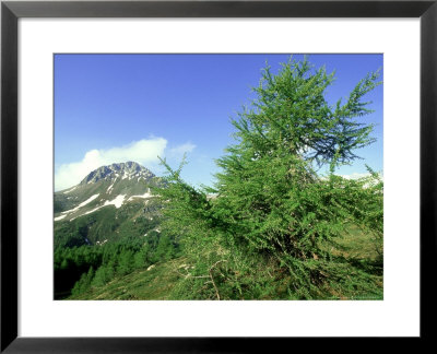 European Larch, June, Switzerland by Werner Bollmann Pricing Limited Edition Print image