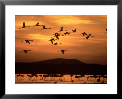 Lesser Flamingo, Flying At Dawn, Lake Turkana, Kenya by David W. Breed Pricing Limited Edition Print image