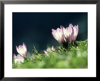 Crocus, Austria by Olaf Broders Pricing Limited Edition Print image