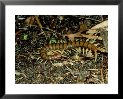 Giant Centipede, New Zealand by Robin Bush Pricing Limited Edition Print image