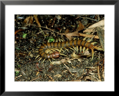 Giant Centipede, New Zealand by Robin Bush Pricing Limited Edition Print image