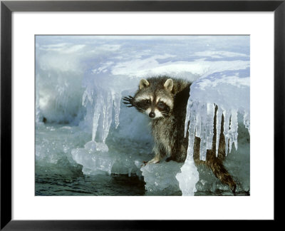 Raccoon, Procyon Lotor Along Icy Stream Montana by Alan And Sandy Carey Pricing Limited Edition Print image