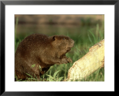 Beaver, Castor Canadensis Near Tree After Cut Down Minnes Ota by Alan And Sandy Carey Pricing Limited Edition Print image