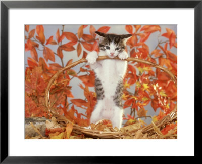 Kitten, Playing In Basket In Autumn by Alan And Sandy Carey Pricing Limited Edition Print image