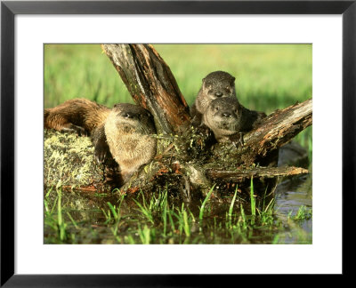 River Otter, Lutra Canadensis With Kits Along Stream Montana, Usa by Alan And Sandy Carey Pricing Limited Edition Print image
