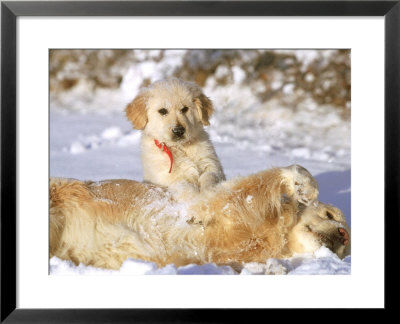 Golden Retriever, Playing In Winter by Alan And Sandy Carey Pricing Limited Edition Print image