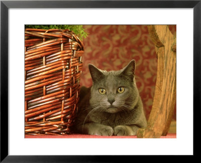 Grey Cat Relaxing, Usa by Alan And Sandy Carey Pricing Limited Edition Print image