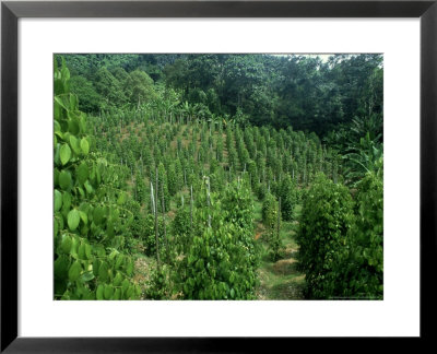 Pepper Plant Crop, Borneo by David Cayless Pricing Limited Edition Print image